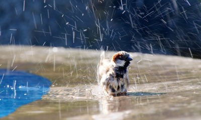природа животные птицы воробей дождь