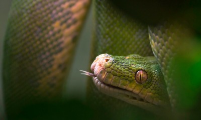 природа животные змея