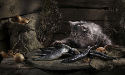 природа животные кот рыба