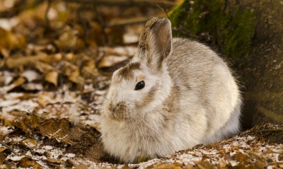 природа животные кролик листья осень деревья
