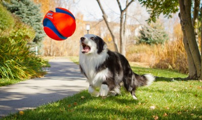 природа животные собака мяч