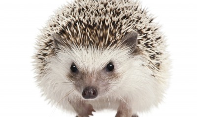 Ежик иголки Hedgehog needles