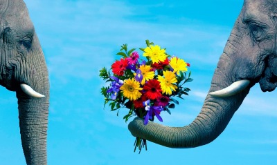 животные любовь цветы слоны