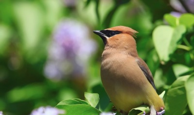природа птицы животные весна