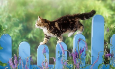 природа животные котенок забор