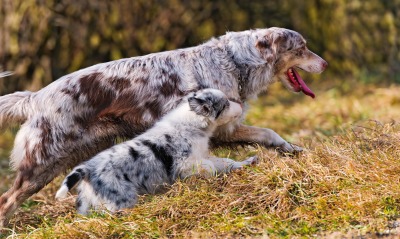 природа животные собаки Австралийская овчарка