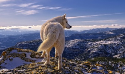 природа животные горы снег полярный волк