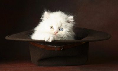 шляпа природа белый кот