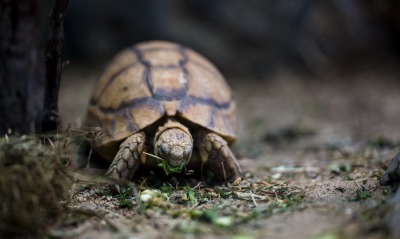природа животные черепаха крупный план