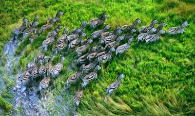 животные зебры трава природа