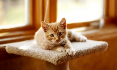 Котенок тумбочка глаза ушки Kitten bedside table eyes lugs