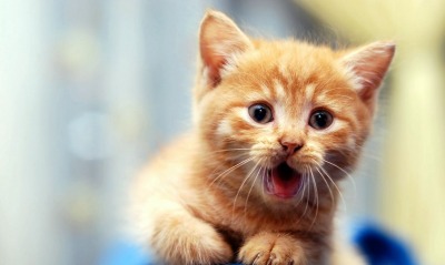 природа животные рыжий кот котенок