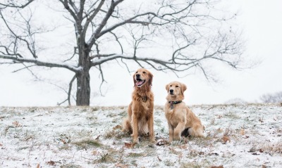 природа животные собаки деревья трава снег зима