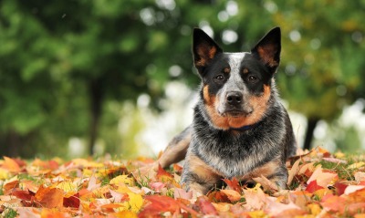 природа животные собака листья осень nature animals dog leaves autumn