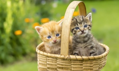природа животные котята корзина рыжий серый nature animals kittens basket red grey