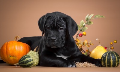 природа животные черная собака еда овощи nature animals black dog food vegetables