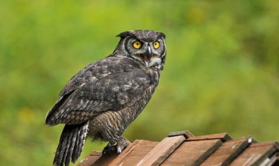 природа животные птица сова nature animals bird owl