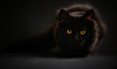 черный кот природа животные black cat nature animals