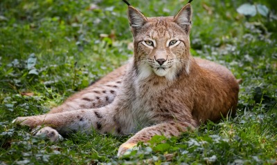 рысь на траве зверь lynx on the grass beast