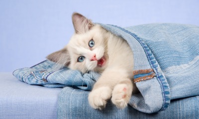 природа животные белый кот котенок джинсы nature animals white cat kitten jeans