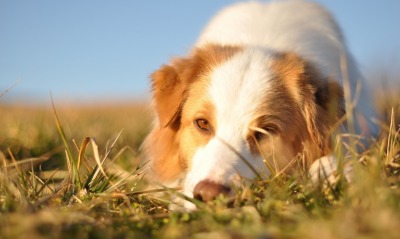 собака в траве пёс dog in the grass