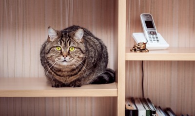 кот на полке cat on the shelf