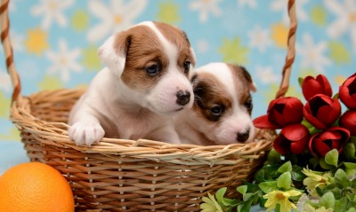 природа животные собаки щенки корзина nature animals dogs puppies basket