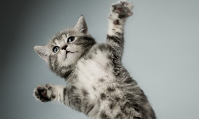 котенок прыжок kitten jump