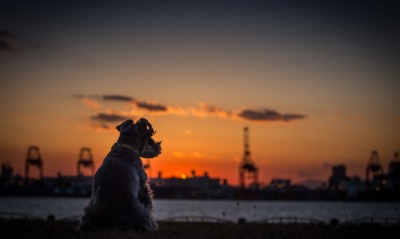 природа животные собака закат nature animals dog sunset
