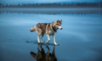 волк вода сумерки wolf water twilight