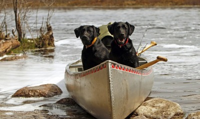 природа животные черные собаки лодка река nature animals black dogs boat river