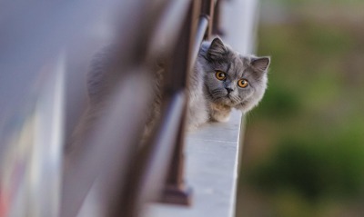 природа животные кот котенок серый nature animals cat kitten grey