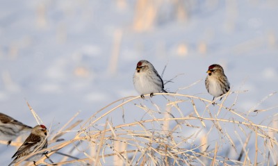 природа животные птицы ветка зима nature animals birds branch winter