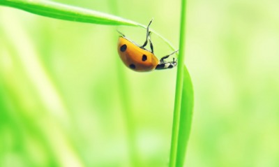природа животные насекомое божья коровка nature animals insect God ladybug