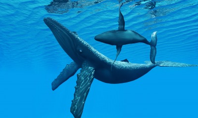 Горбатый кит природа животные рыбы