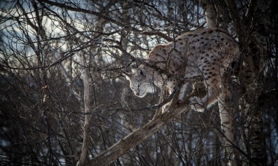 природа животные ветка деревья рысь nature animals branch trees lynx