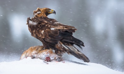 орел снег eagle snow