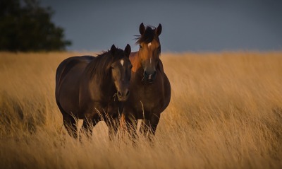 лошади поле черные horses field black