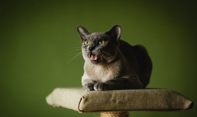 кот пасть рык cat mouth roar