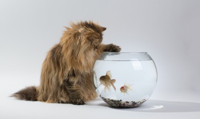 природа животные кот рыбы nature animals cat fish
