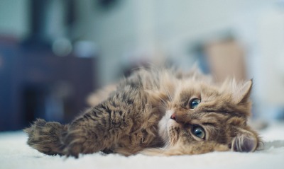 котенок на полу kitten on the floor