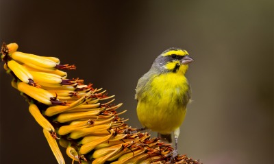 природа животные птицы цветы желтая