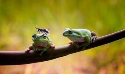 природа животные лягушки nature animals frogs