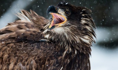 клюв орел зима the beak eagle winter