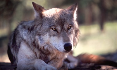 волк морда wolf muzzle