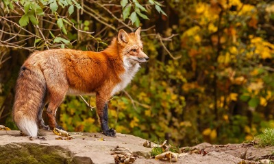 природа животные лис nature animals Fox