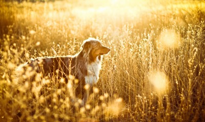 Собака поле Dog field
