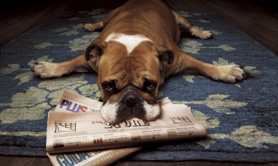 собака газеты на полу dog Newspapers on the floor