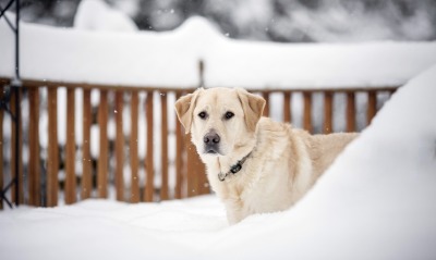 лабрадор пёс снег Labrador dog snow