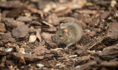 мышка mouse